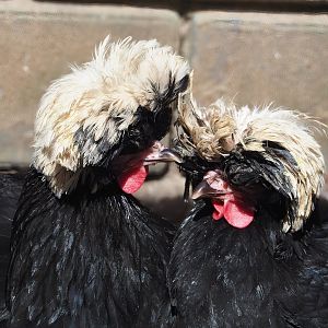 Dutch white-crested chickens (Gallus domesticus), 2023-05-31