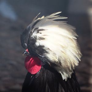 Dutch white-crested chicken (Gallus domesticus), 2023-05-31