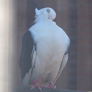 Old Dutch gull pigeon (Columba livia domestica), 2023-05-31