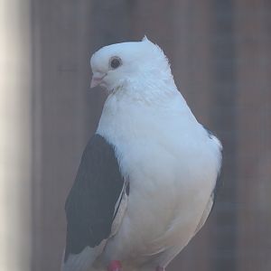 Old Dutch gull pigeon (Columba livia domestica), 2023-05-31
