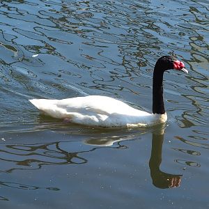 Black-necked swan (Cygnus melancoryphus), 2023-05-31