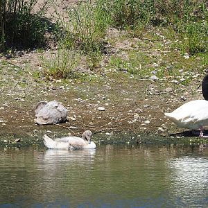 Black-necked swan (Cygnus melancoryphus) with cygnets, 2023-05-31