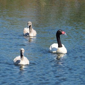 Black-necked swan (Cygnus melancoryphus) with cygnets, 2023-05-31