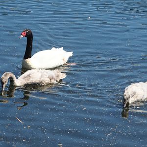 Black-necked swan (Cygnus melancoryphus) with cygnets, 2023-05-31