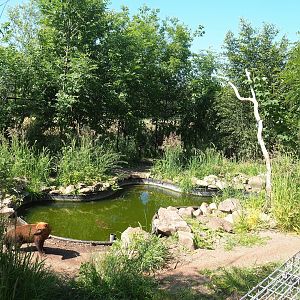 Bush dog exhibit, 2023-05-31