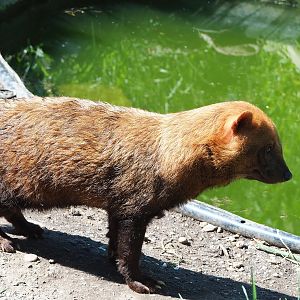 Bush dog (Speothos venaticus), 2023-05-31