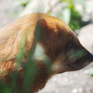 Bush dog (Speothos venaticus), 2023-05-31
