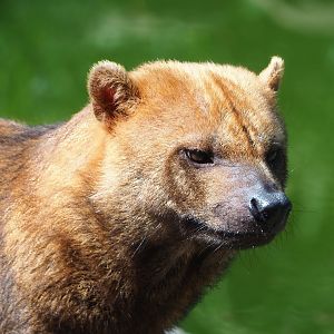 Bush dog (Speothos venaticus), 2023-05-31