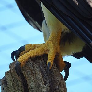 Steller's sea eagle (Haliaeetus pelagicus) foot and claws, 2023-05-31