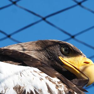 Steller's sea eagle (Haliaeetus pelagicus), 2023-05-31