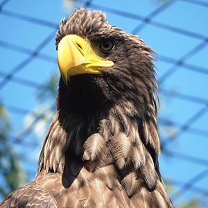 Steller's sea eagle (Haliaeetus pelagicus), 2023-05-31