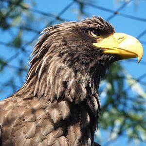 Steller's sea eagle (Haliaeetus pelagicus), 2023-05-31