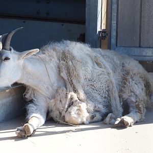 Rocky Mountain goat (Oreamnos americanus), 2023-05-31