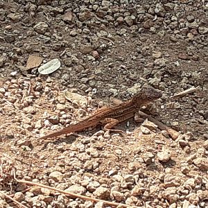 Brown Anole