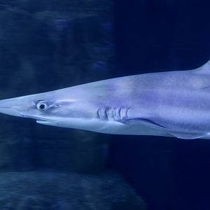 School Shark (Galeorhinus galeatus)
