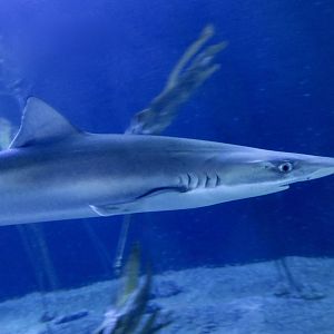 School Shark (Galeorhinus galeatus)