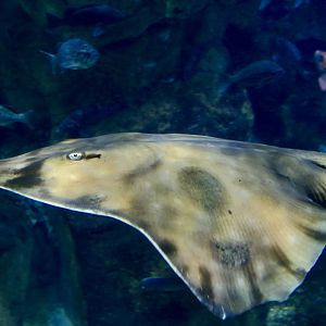 Big Skate (Beringraja binoculata)