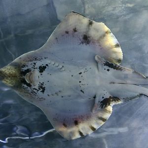 Big Skate (Beringraja binoculata)