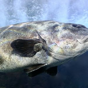 Giant Sea Bass (Stereolepis gigas)