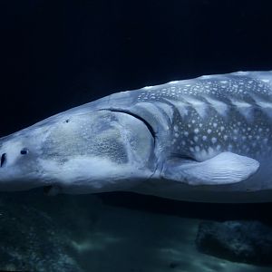 White Sturgeon (Acipenser transmontanus)