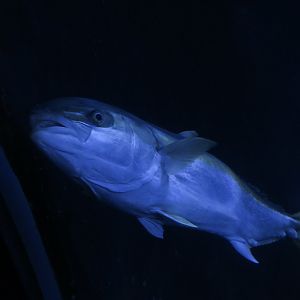 California Yellowtail (Seriola dorsalis)