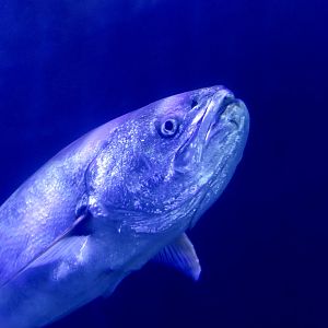 White Seabass/Weakfish (Atractoscion nobilis)