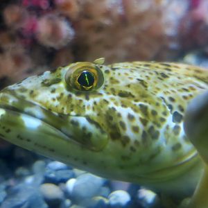 Lingcod (Ophiodon elongatus)