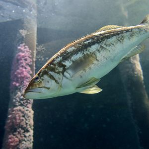 Kelp Bass (Paralabrax clathratus)