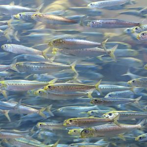 Californian Pilchard (Sardinops sagax caeruleus)