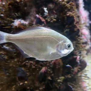 Silver Surfperch (Hyperprosopon ellipticum)