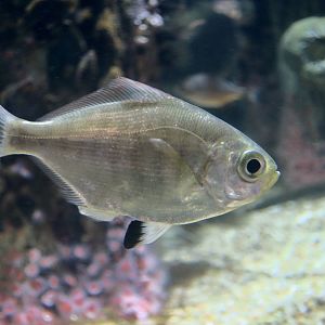 Walleye Surfperch (Hyperprosopon argenteum)