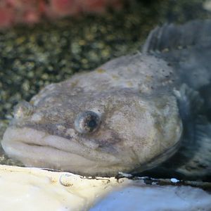 Plainfin Midshipman (Porichthys notatus)