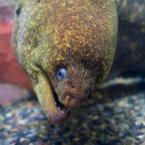 California Moray (Gymnothorax mordax)