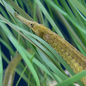 Bay Pipefish (Syngnathus californiensis)