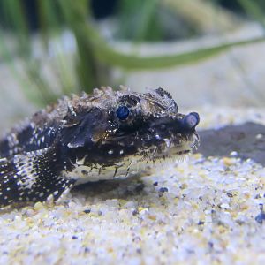 Northern Spearnose Pulcher (Agonopsis vulsa)