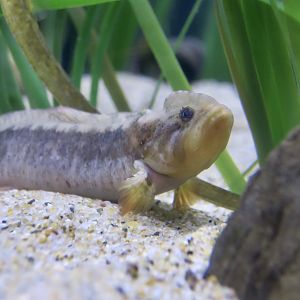 High Cockscomb (Anoplarchus purpurescens)