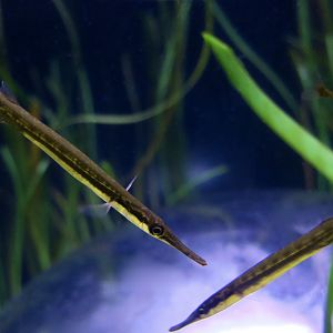 Tubesnout (Aulorhynchus flavidus)