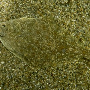 English Sole (Parophrys vetulus)