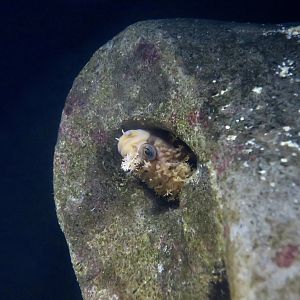 Decorated Warbonnet (Chirolophis decoratus)