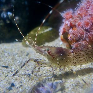 Dock Shrimp (Pandalus danae)