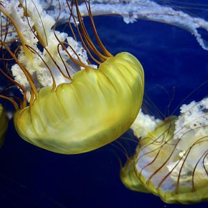 Pacific Sea Nettle (Chrysaora fuscescens)