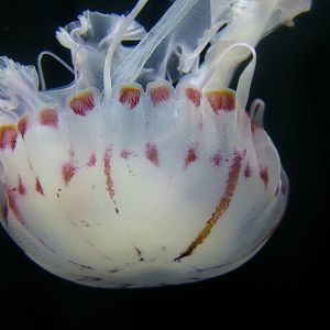 Purple-Striped Jellyfish (Chrysaora colorata)