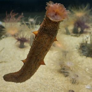 Warty Sea Cucumber (Apostichopus parvimensis)