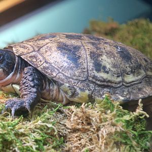 Western Pond Turtle (Actinemys marmorata)