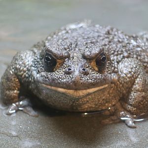 California Toad (Anaxyrus boreas halophilus)