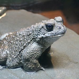 California Toad (Anaxyrus boreas halophilus)