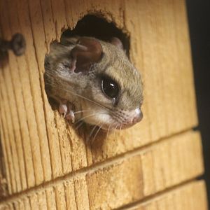 Southern Flying Squirrel (Glaucomys volans)