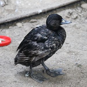 Black scoter (Melanitta americana)