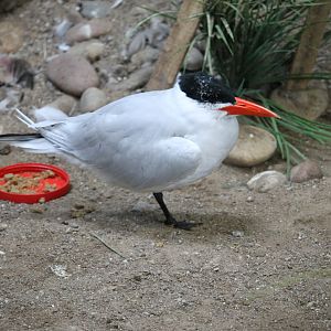 Caspian tern (Hydroprogne caspia)