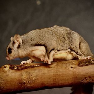 Squirrel Glider
